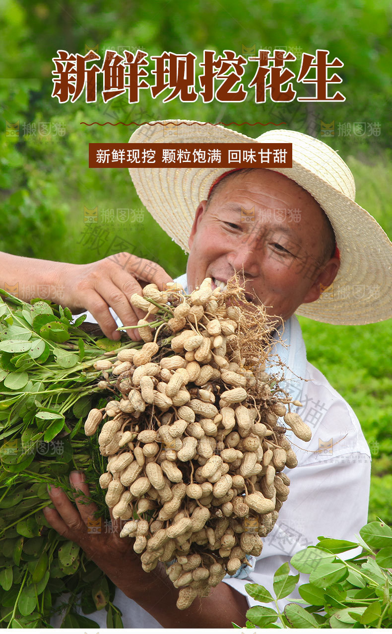 新鲜花生详情页设计