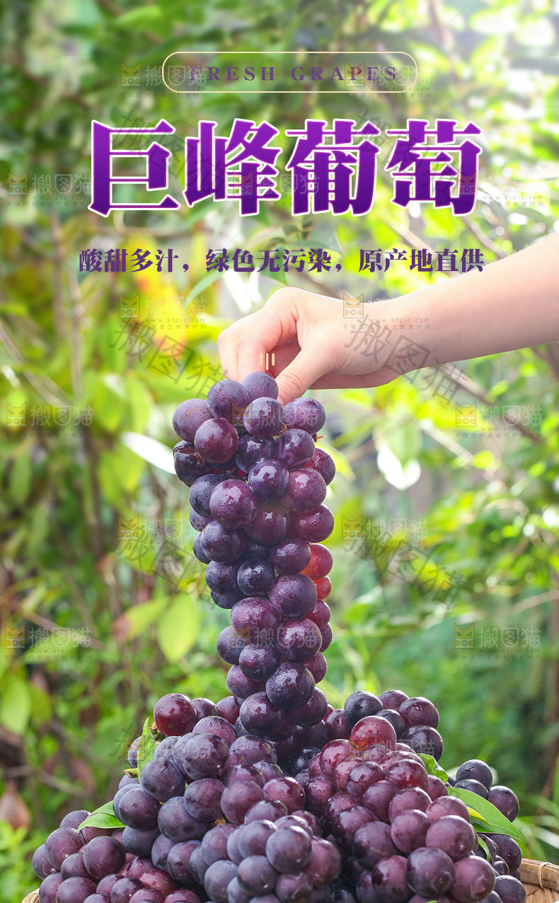 巨峰葡萄详情页设计