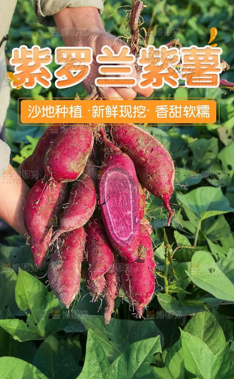 紫罗兰紫薯详情页