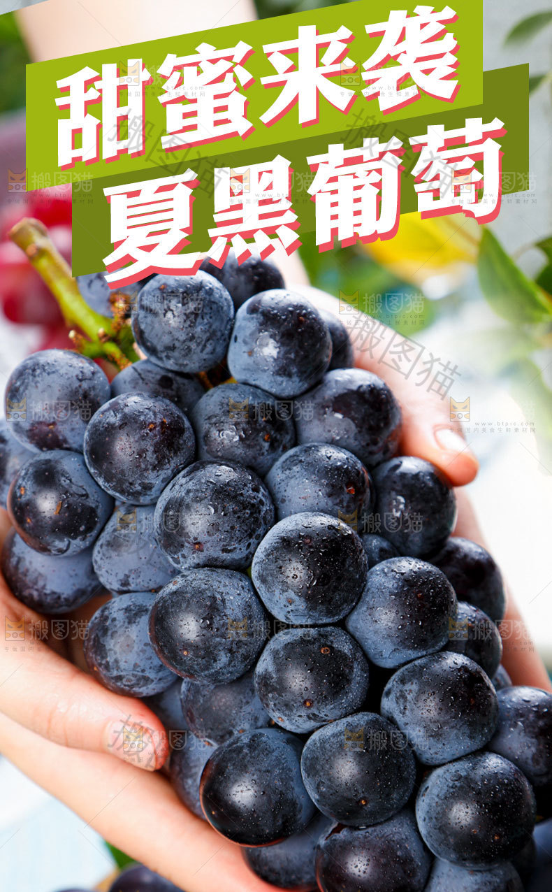 夏黑葡萄详情