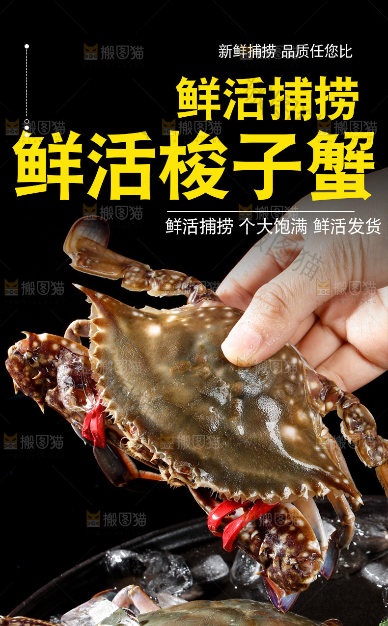 鲜活梭子蟹详情