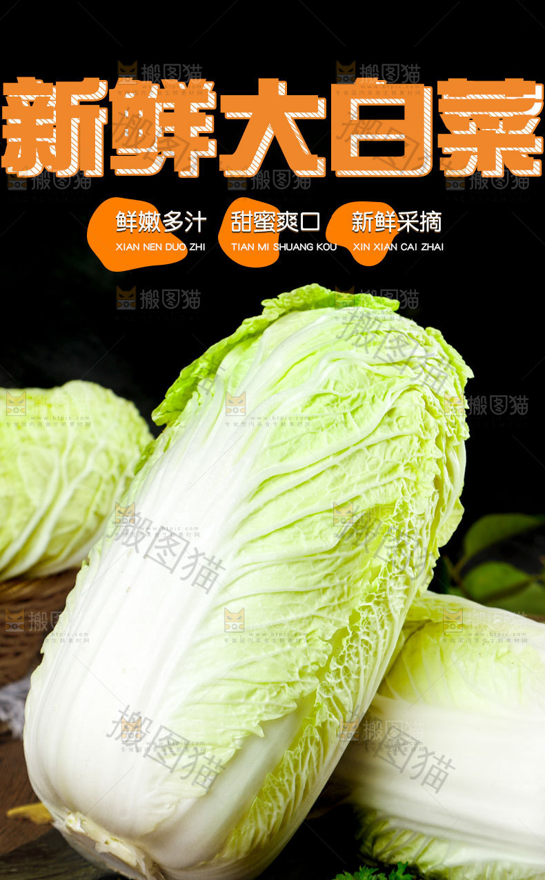 新鲜大白菜详情