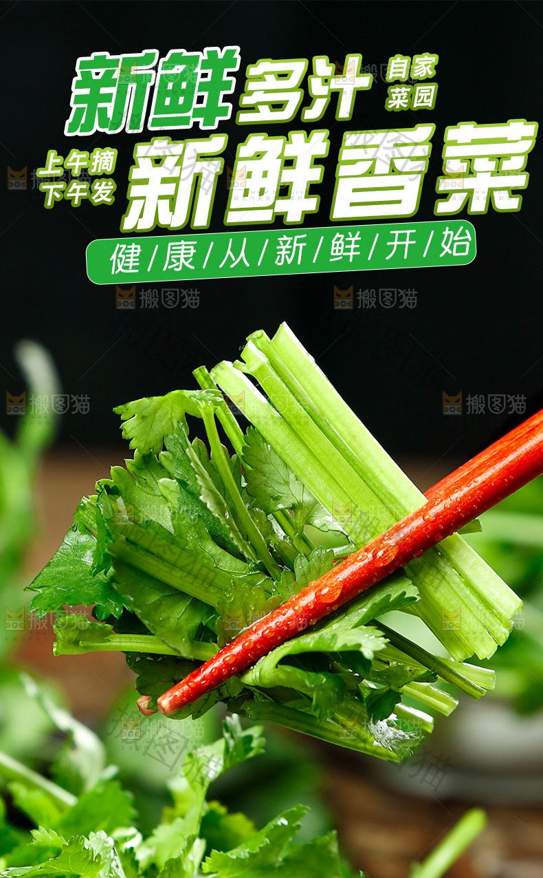 新鲜香菜详情页
