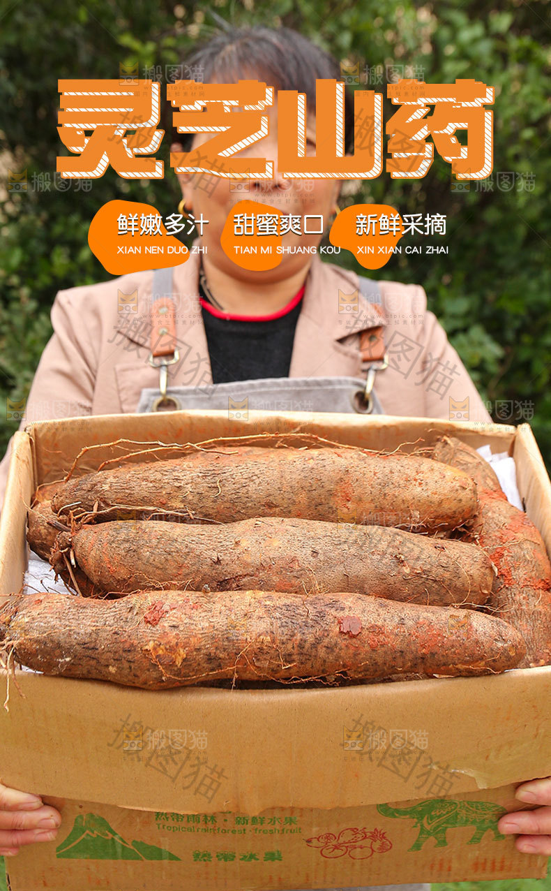 新鲜灵芝山药详情