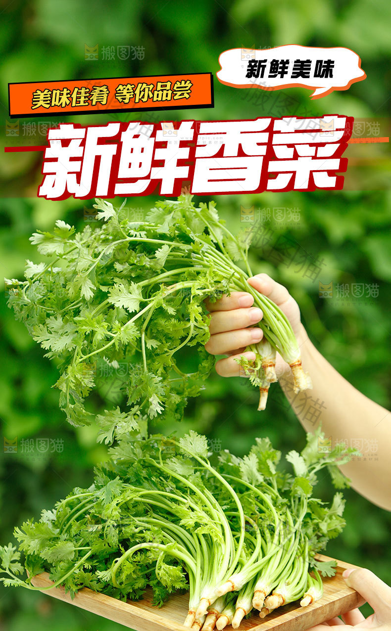 新鲜香菜详情页