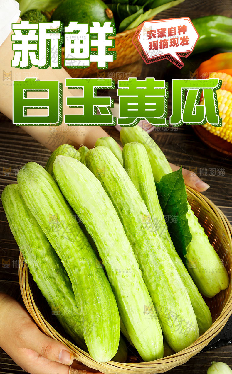 海阳白玉黄瓜详情