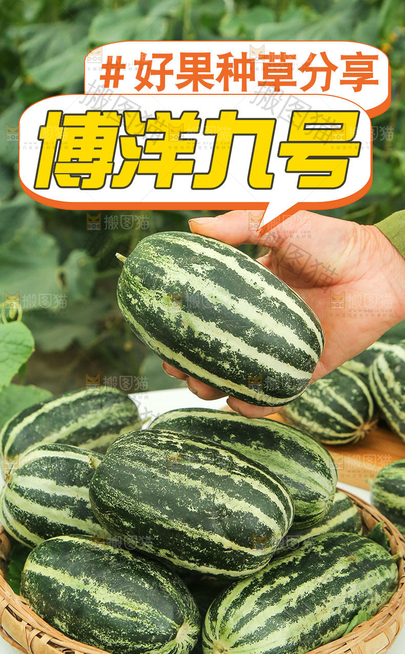 博洋九号甜瓜详情页