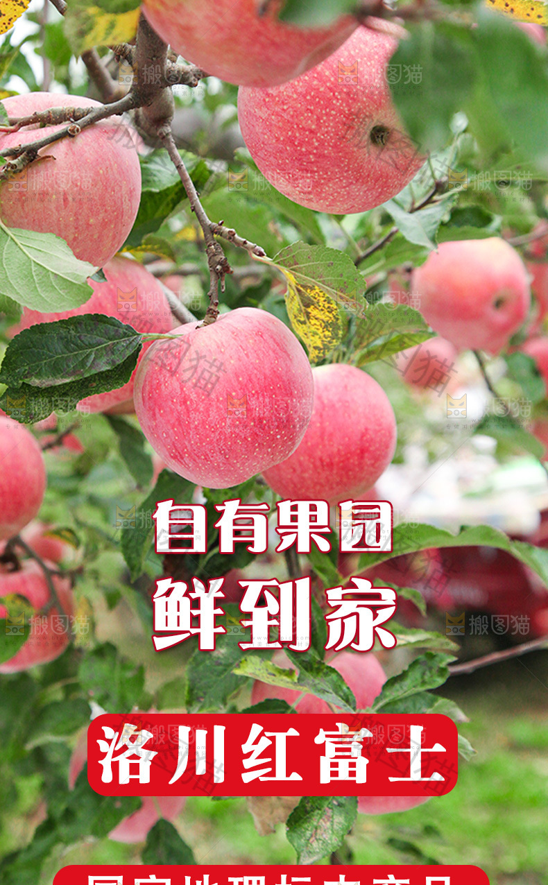 洛川苹果详情页