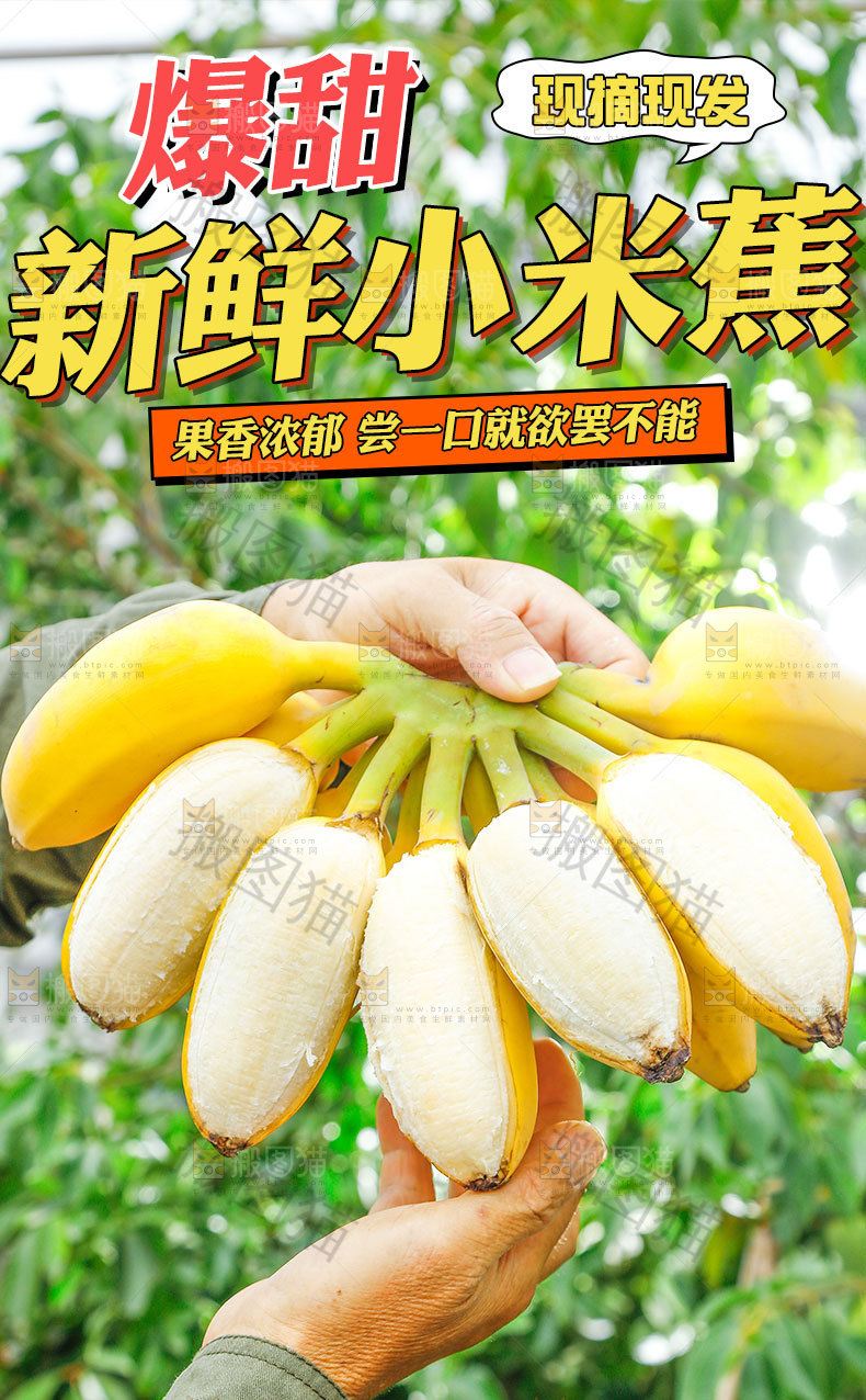 新鲜小米蕉详情页
