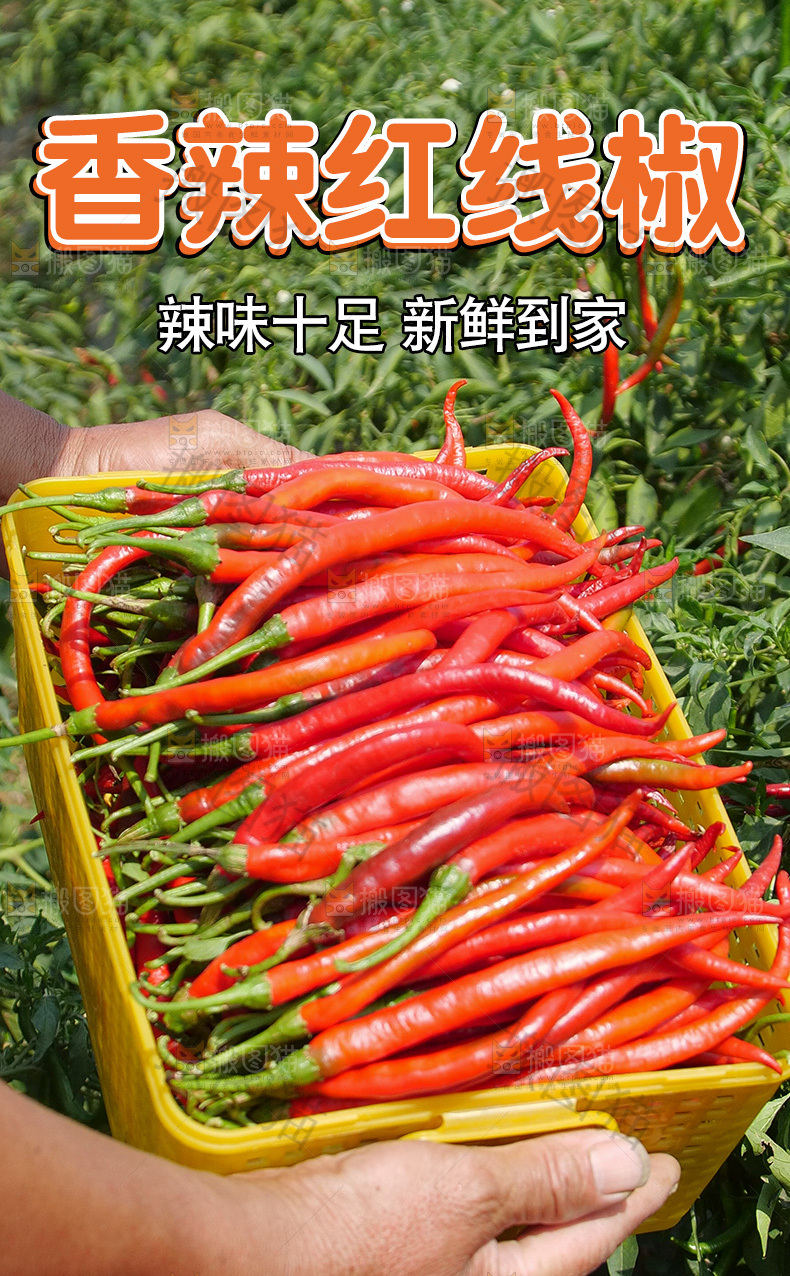 红线椒详情页