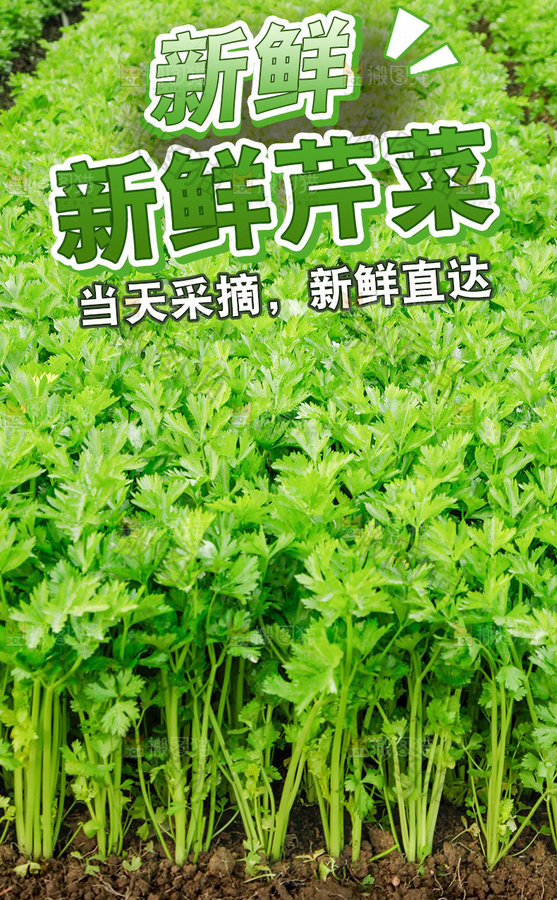 新鲜芹菜详情页