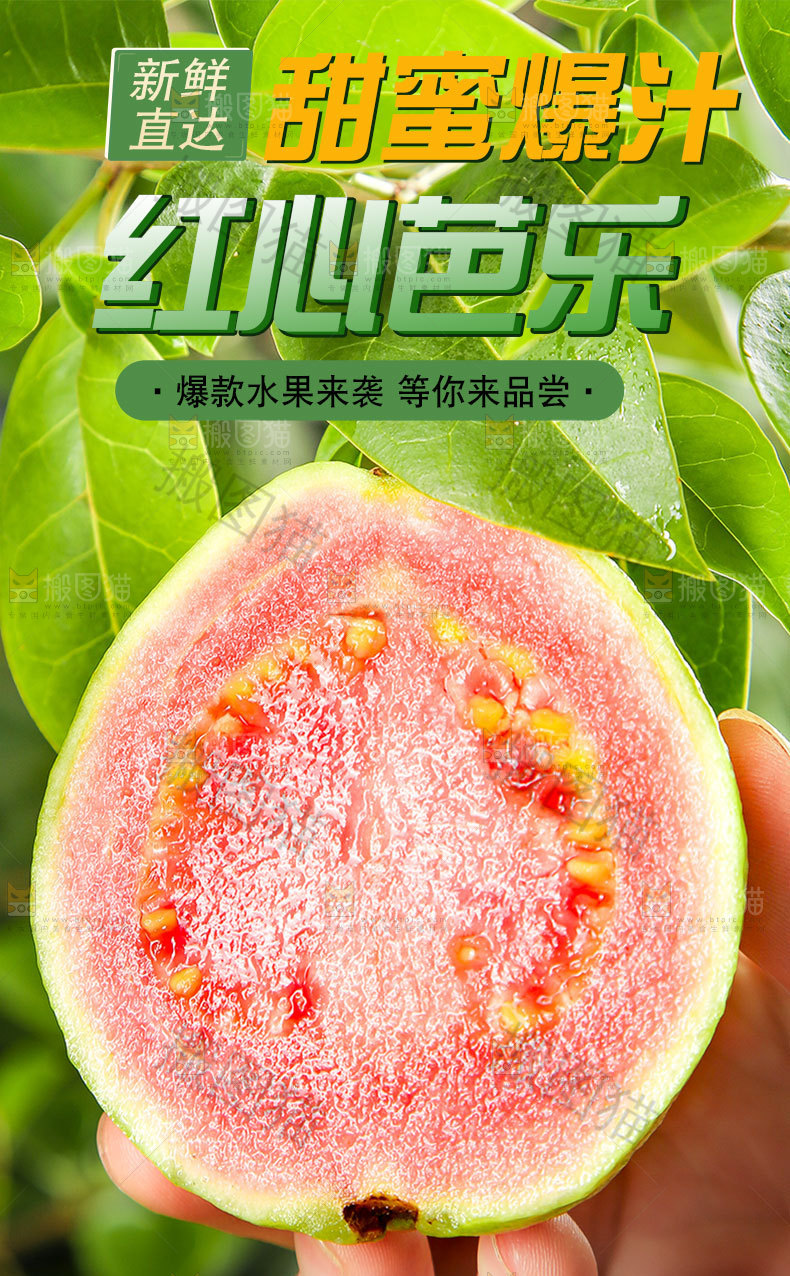 红心软芭乐详情