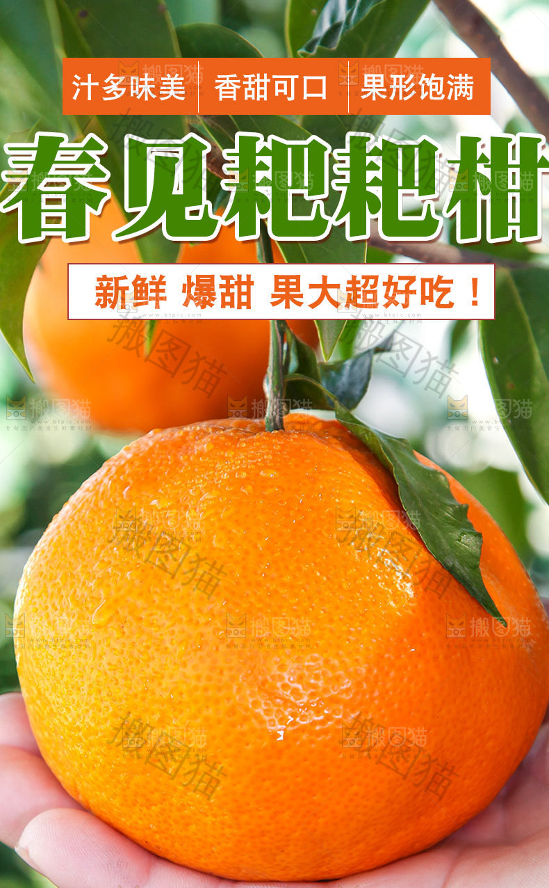 春见耙耙柑详情页