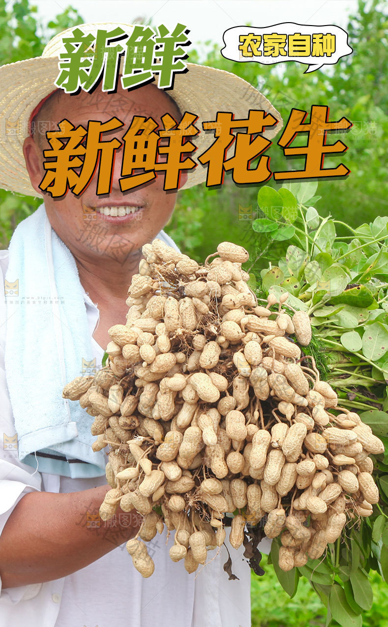 新鲜花生详情页