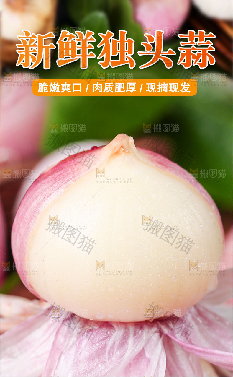 新鲜独头蒜详情