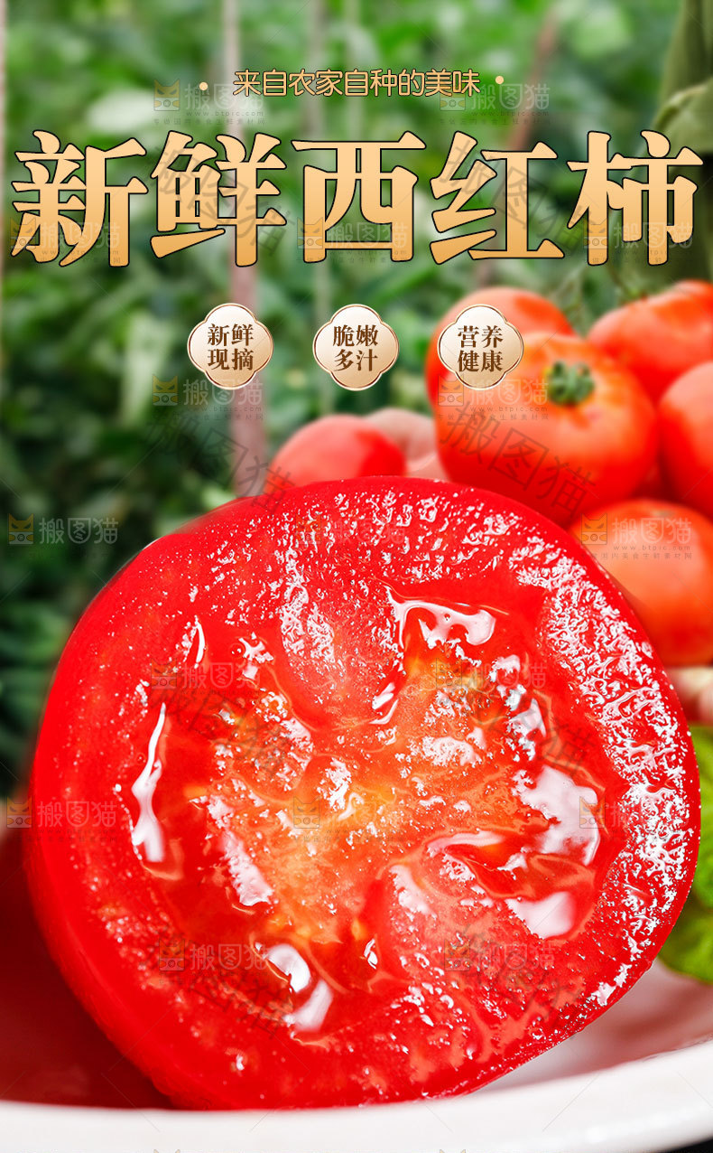新鲜西红柿详情
