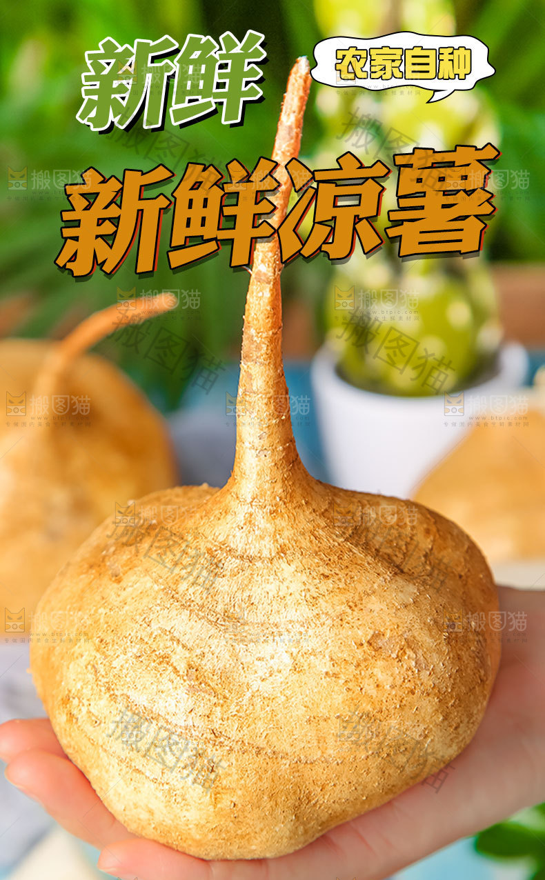 新鲜凉薯详情页