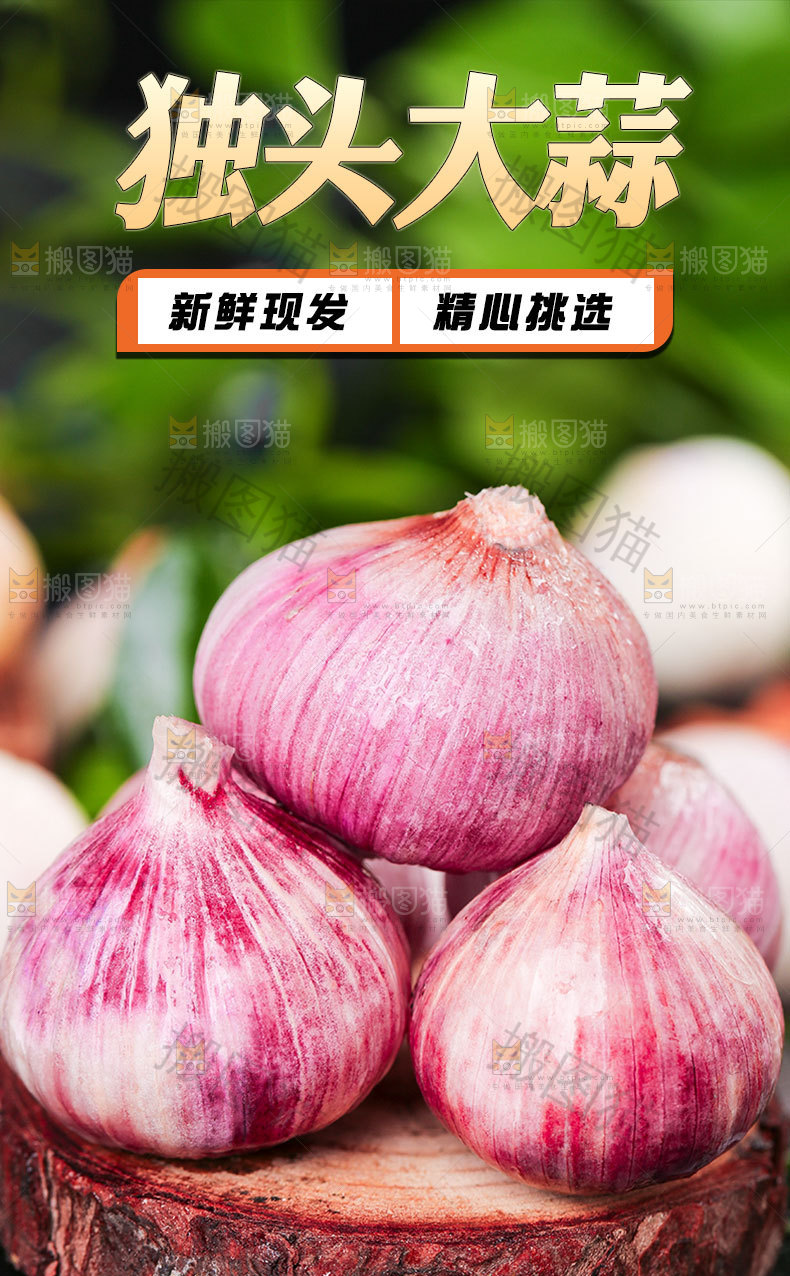 紫皮独头蒜详情