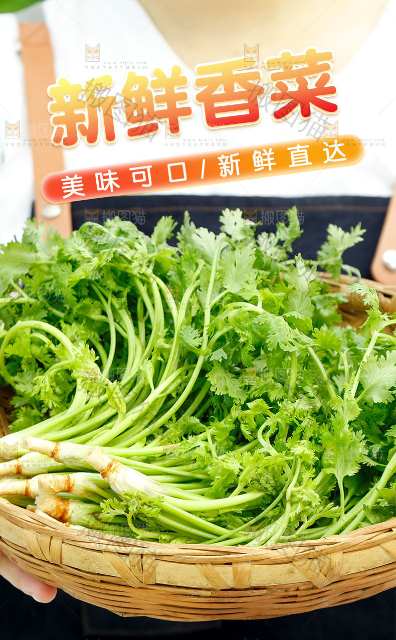 新鲜香菜详情页