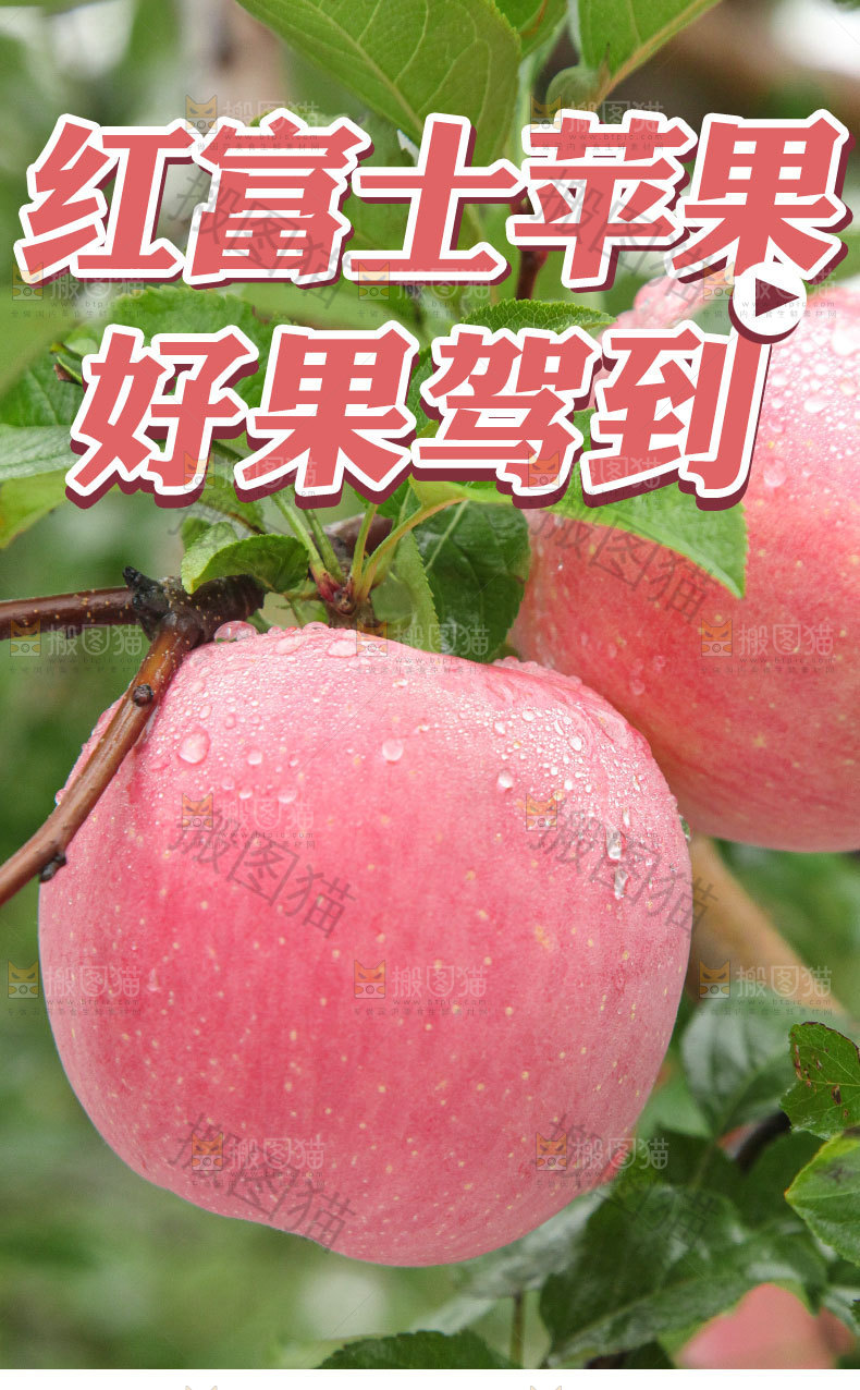红富士苹果详情
