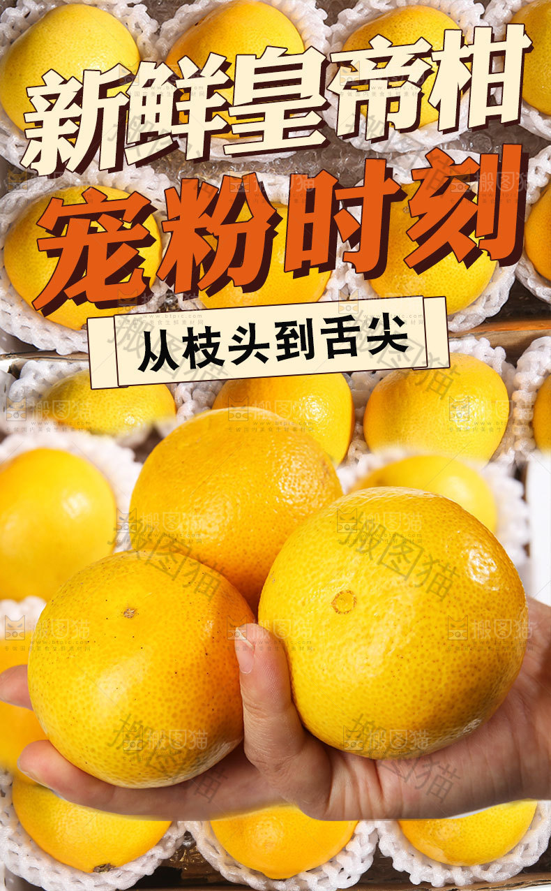 皇帝贡柑详情页