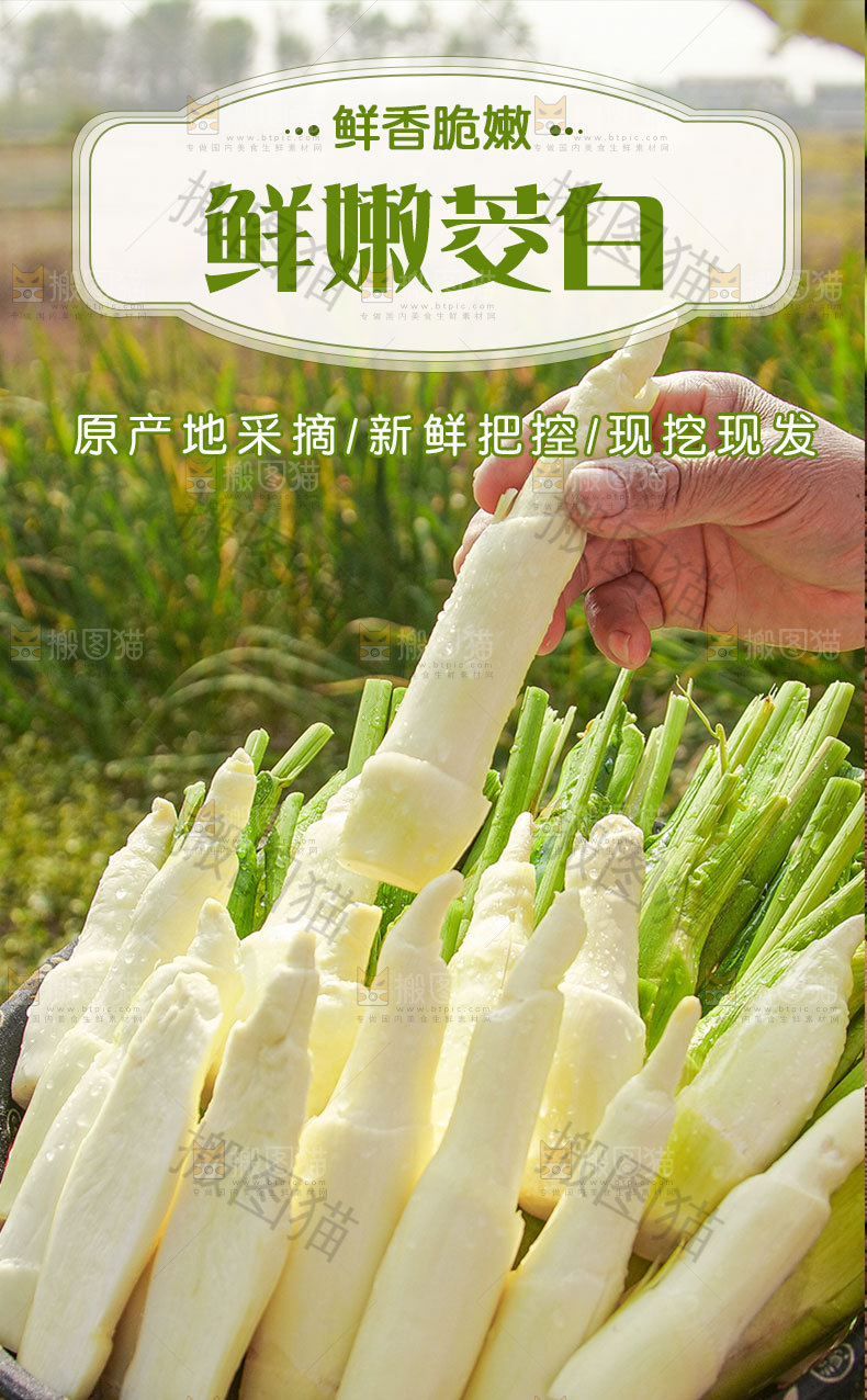 新鲜茭白详情页设计