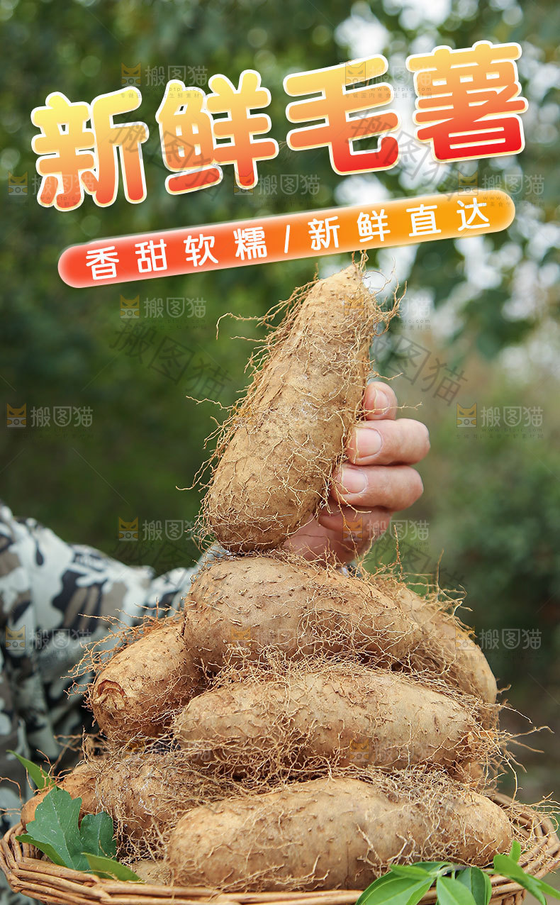 新鲜毛薯详情页