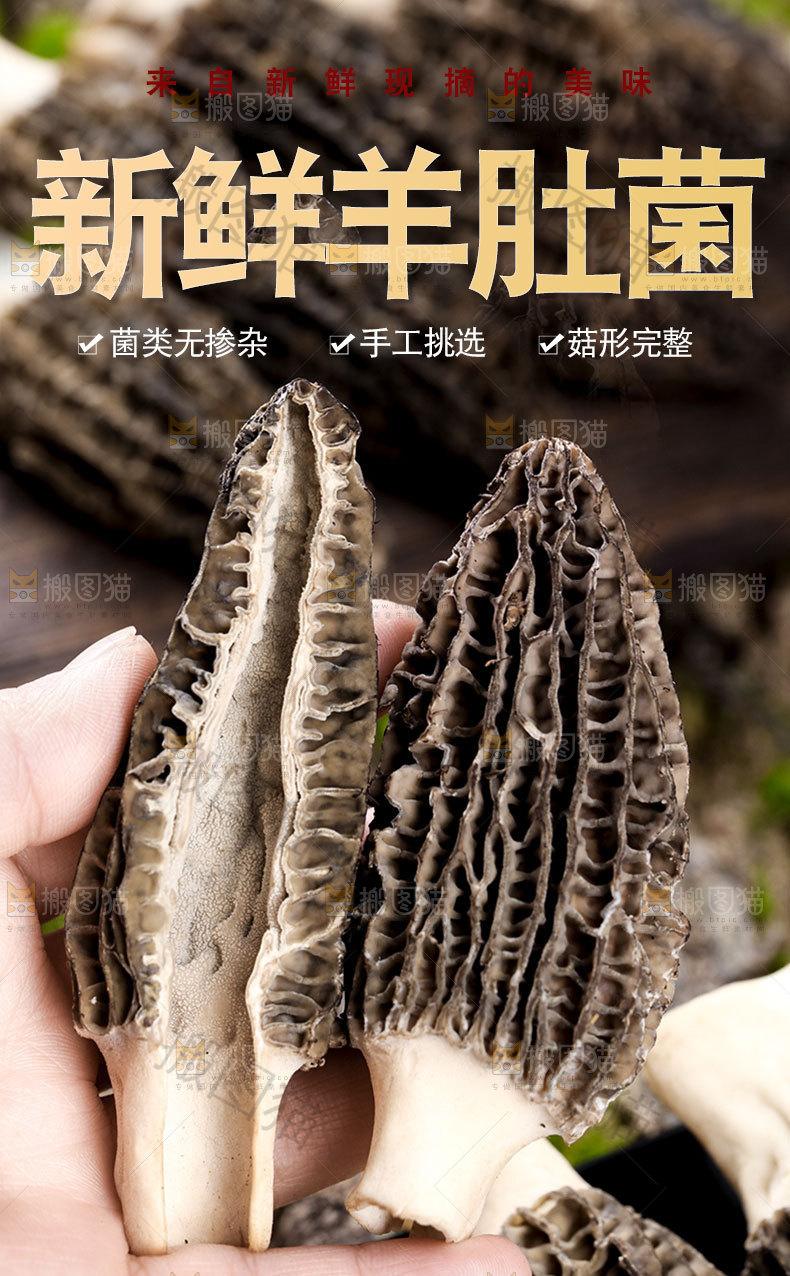 干羊肚菌详情页
