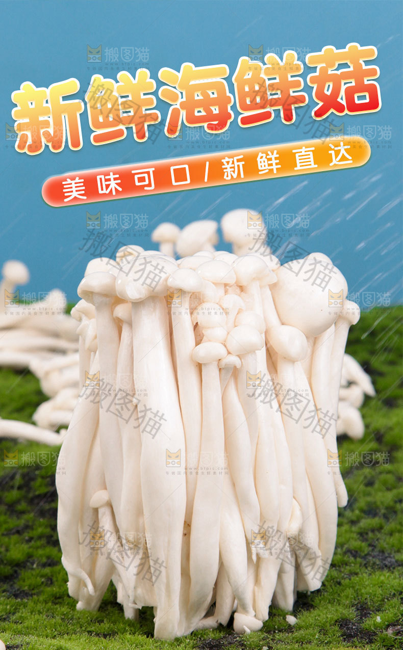 新鲜海鲜菇详情