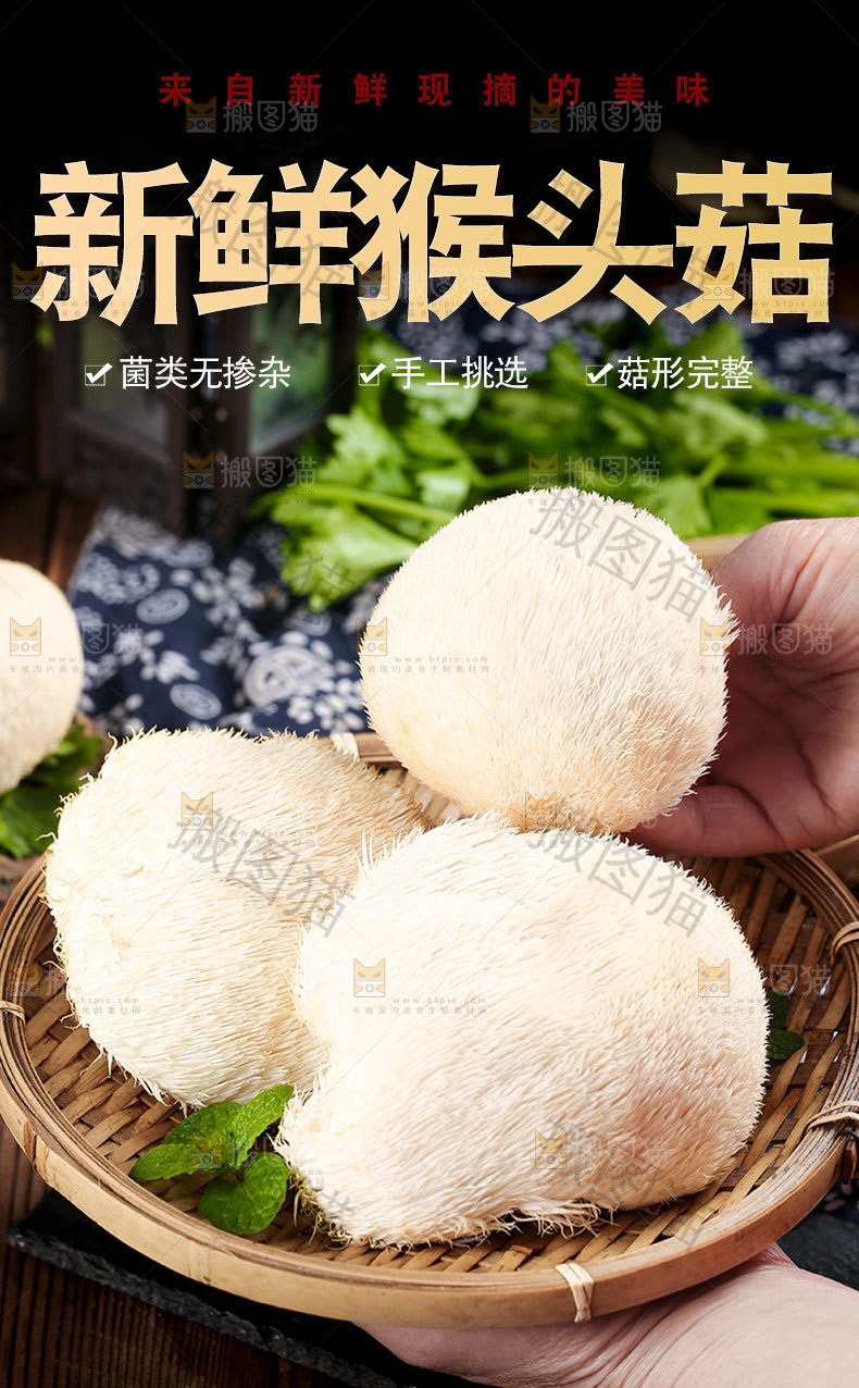 新鲜猴头菇详情