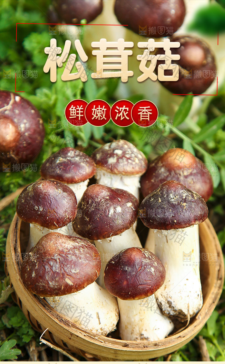 松茸菇详情页