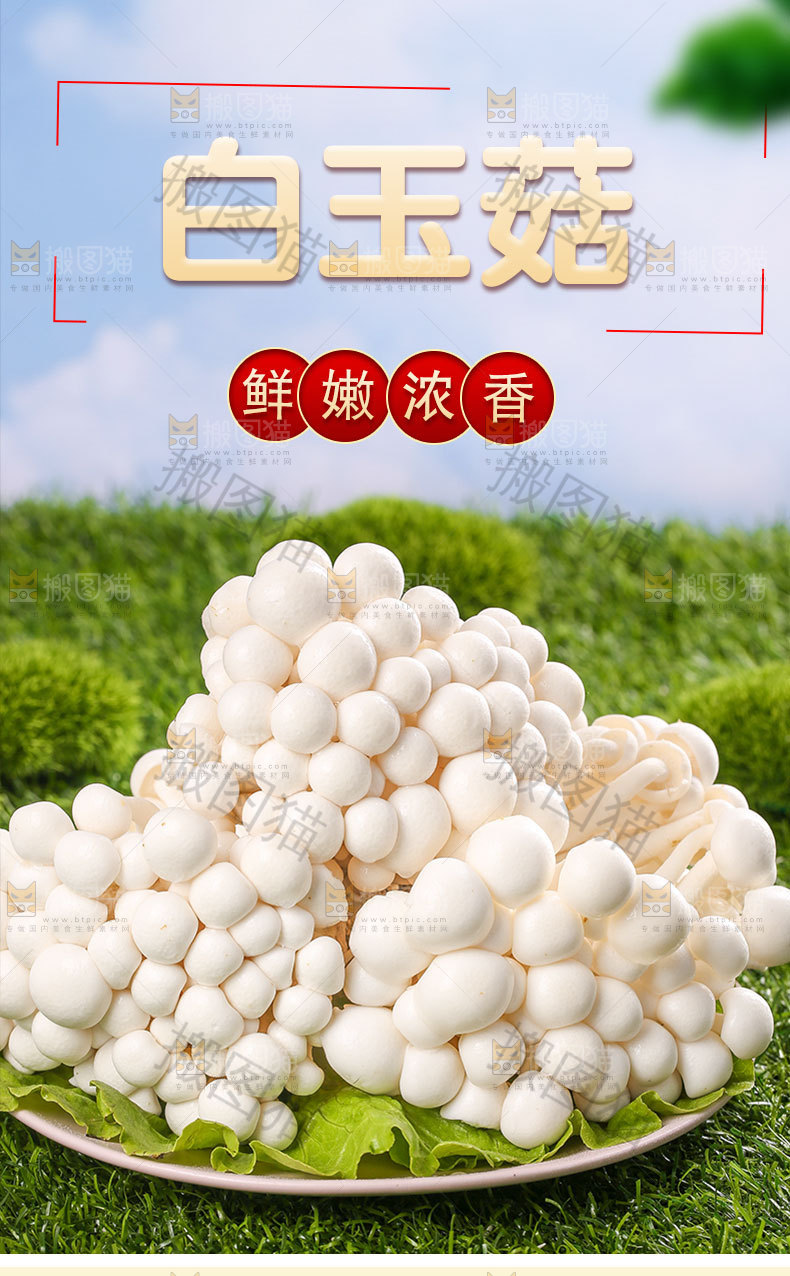 新鲜白玉菇详情