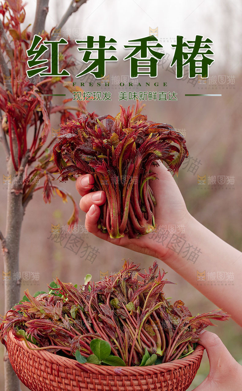 香椿芽详情页设计