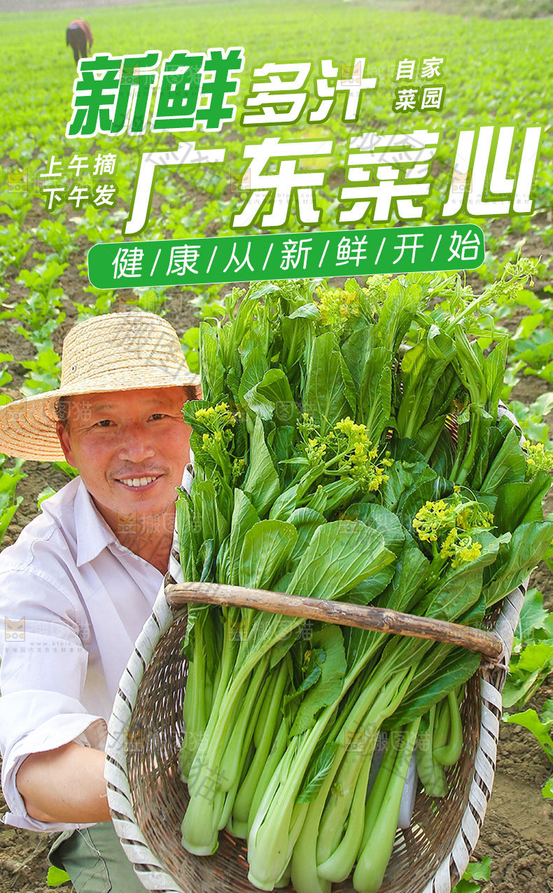 新鲜菜心详情页