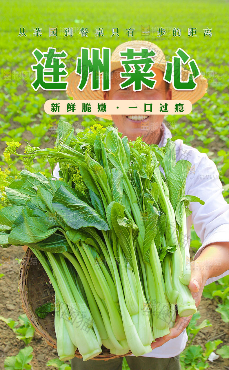 新鲜菜心详情页