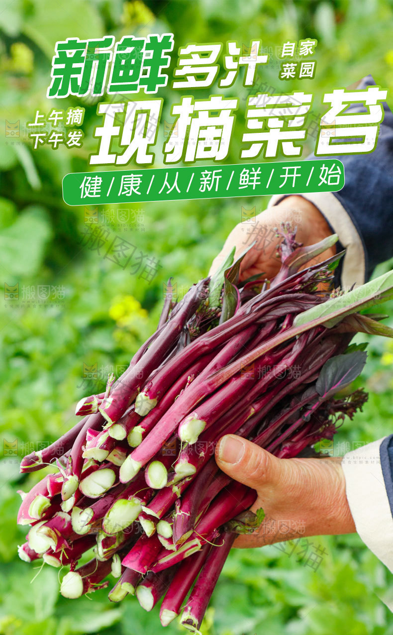 新鲜红菜苔详情页