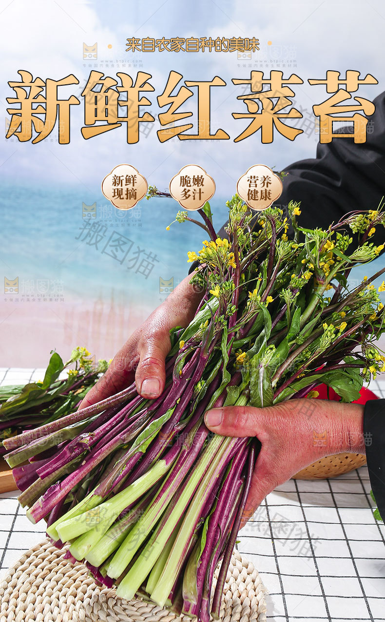 新鲜菜苔详情页