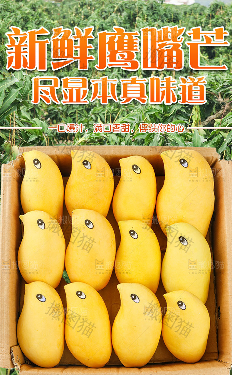 鹰嘴芒详情页