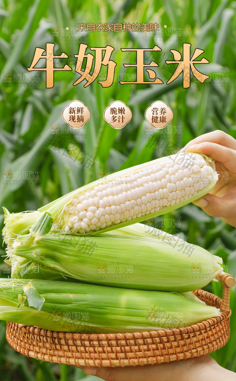 新鲜牛奶玉米详情