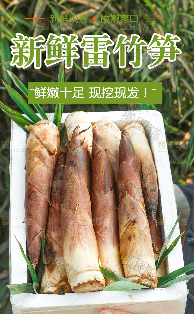 新鲜雷竹笋详情页