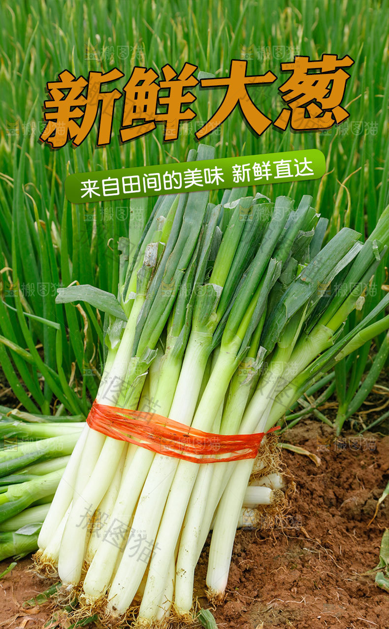 新鲜大葱详情页