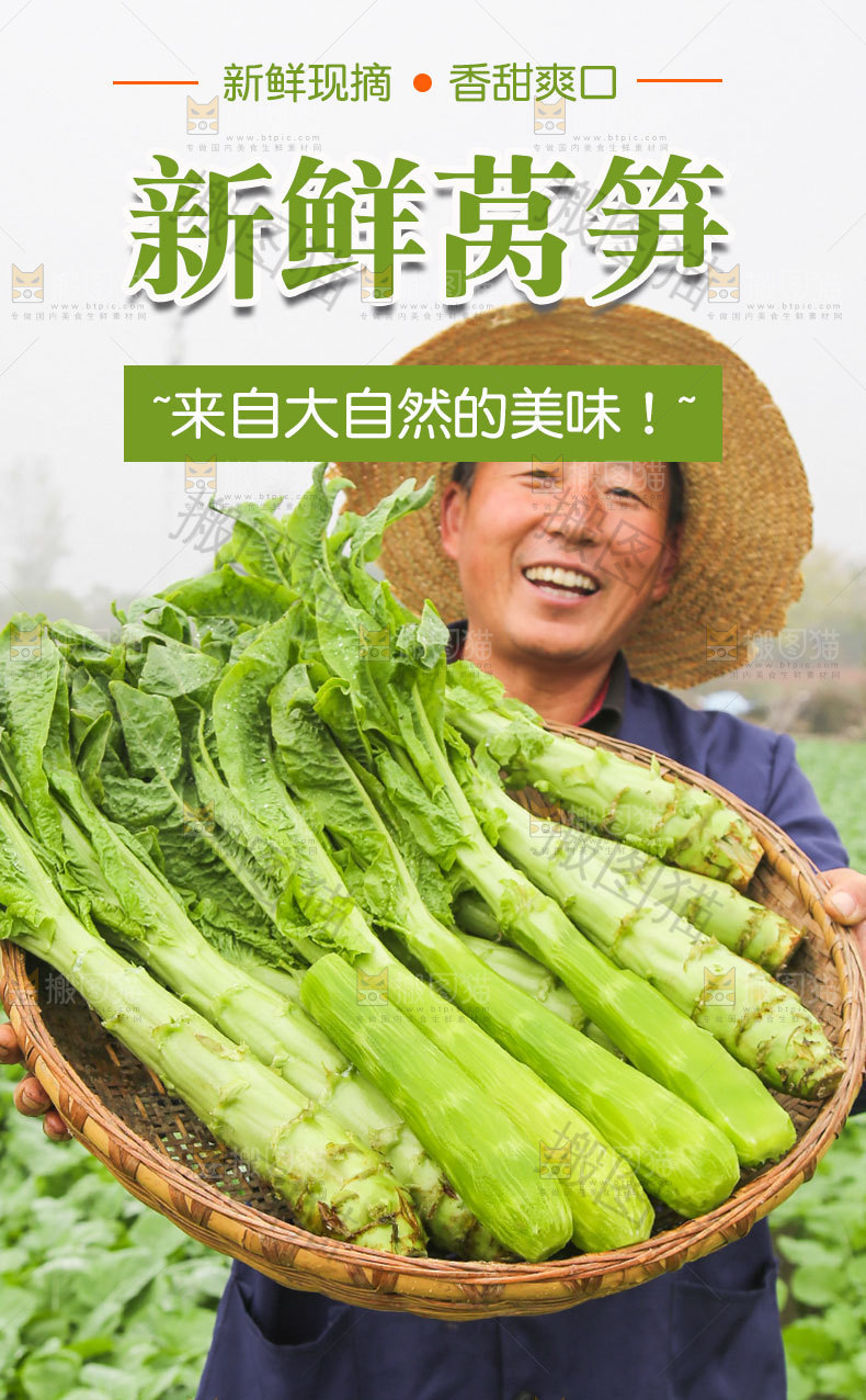 新鲜莴笋详情页