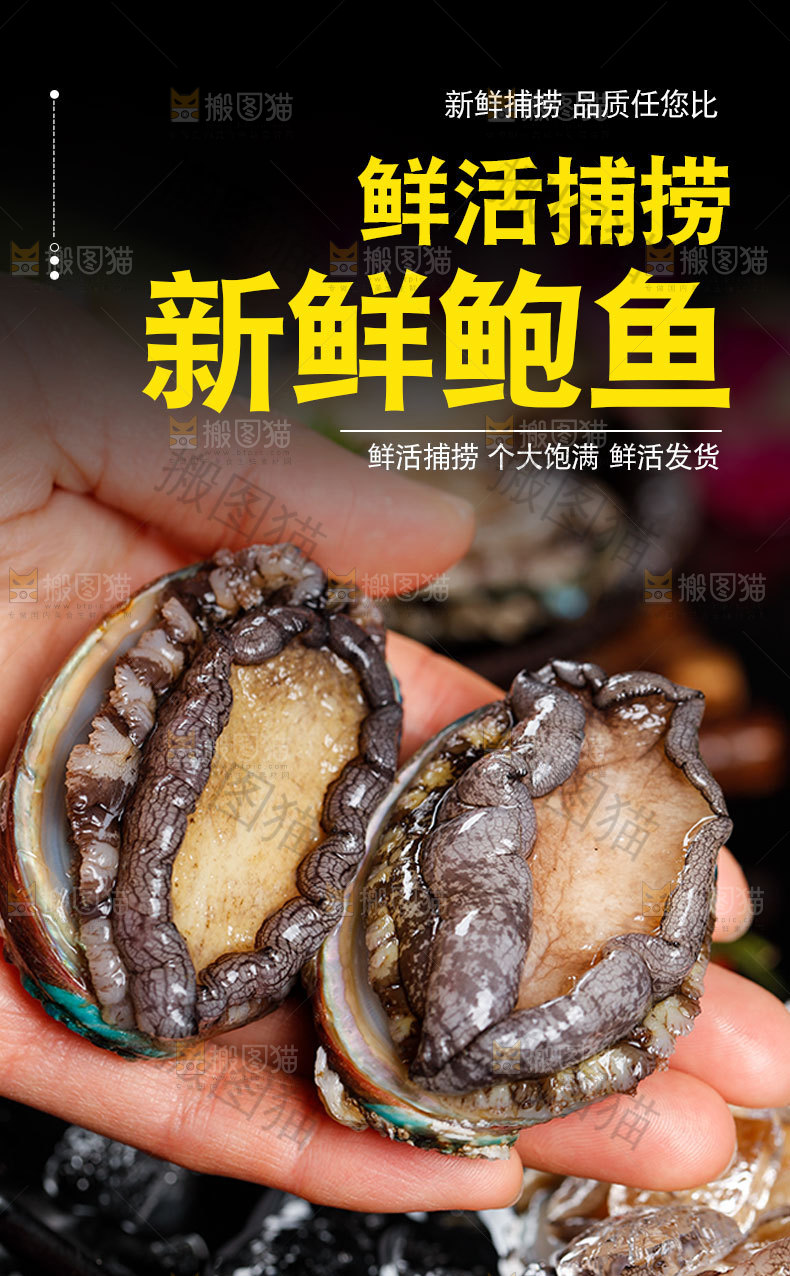 新鲜鲍鱼详情页