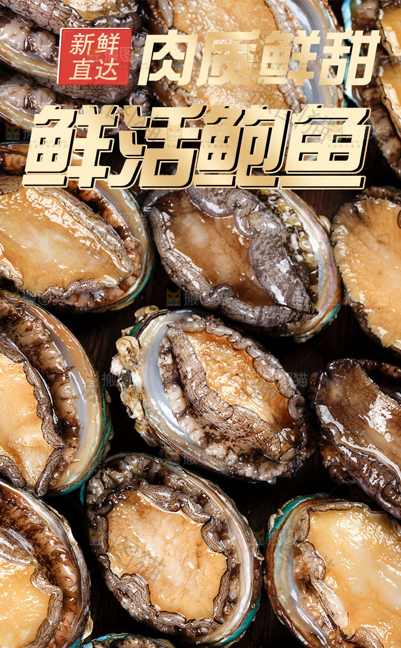 新鲜鲍鱼详情页