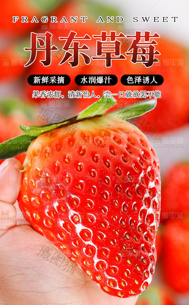 丹东草莓详情