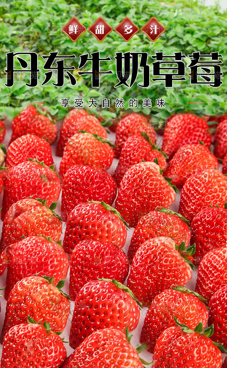 丹东牛奶草莓详情页