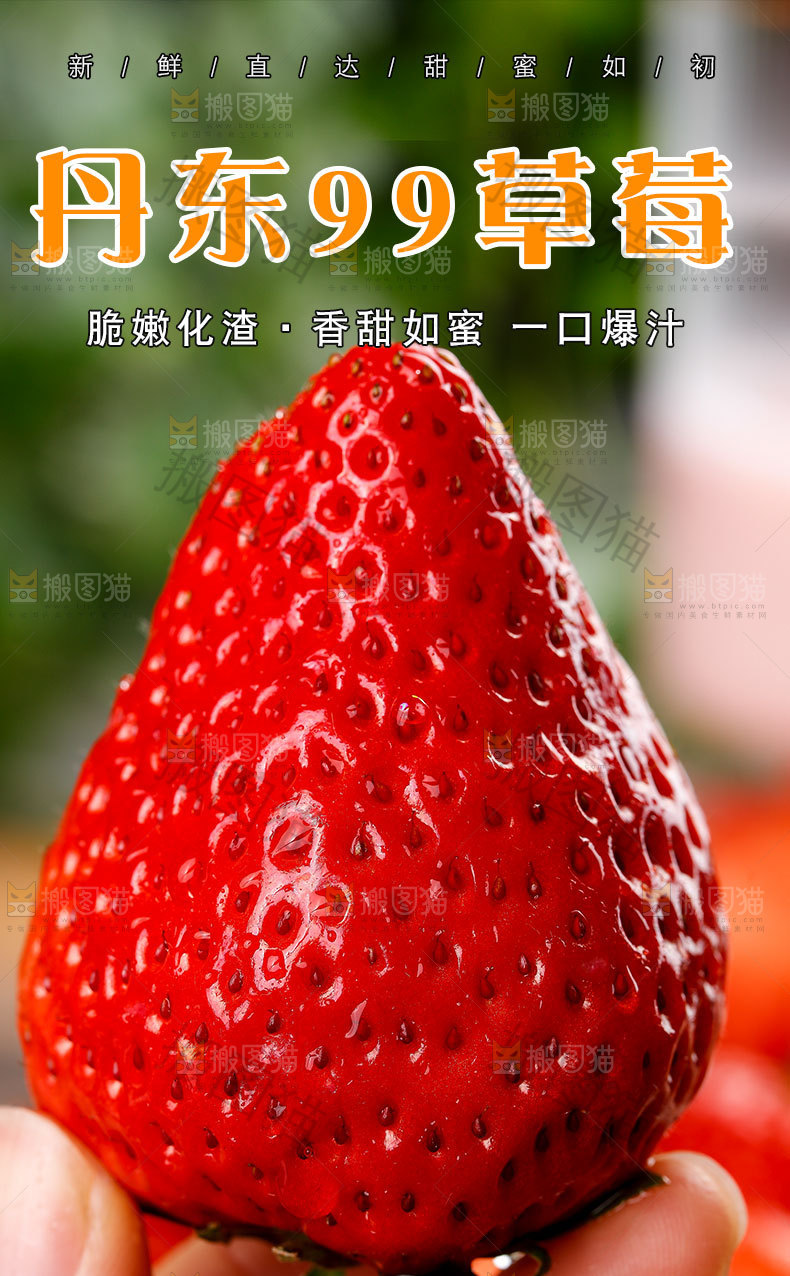 丹东牛奶草莓详情页