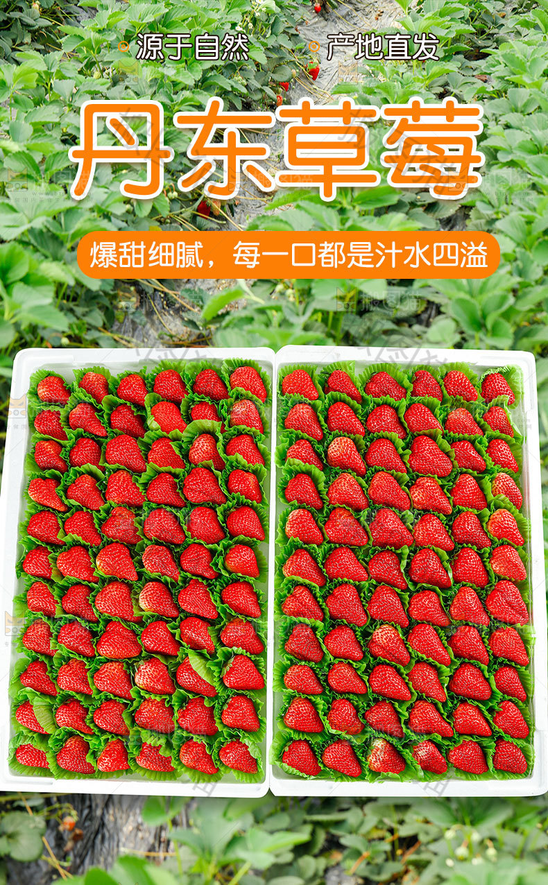丹东草莓详情页