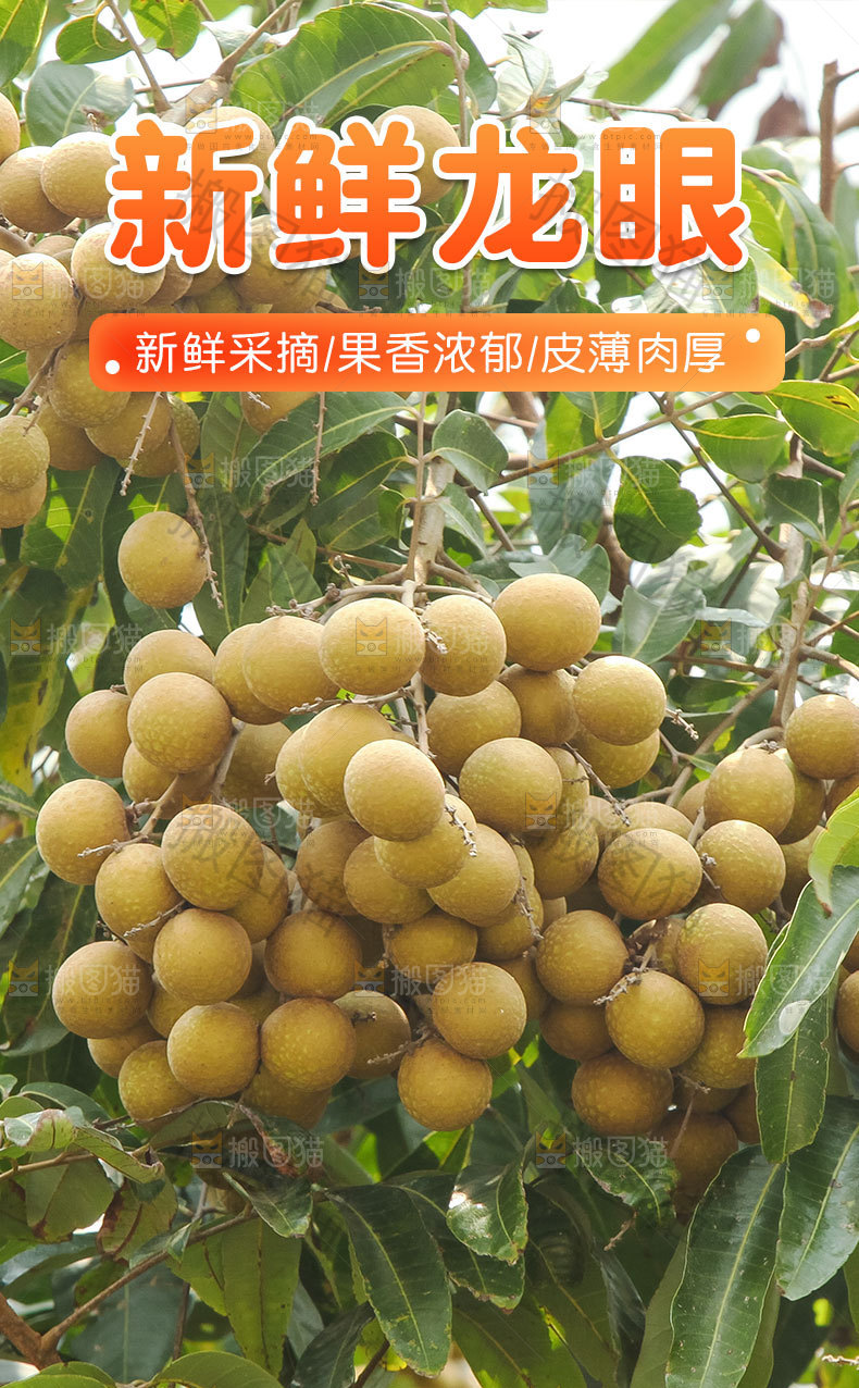 龙眼详情页