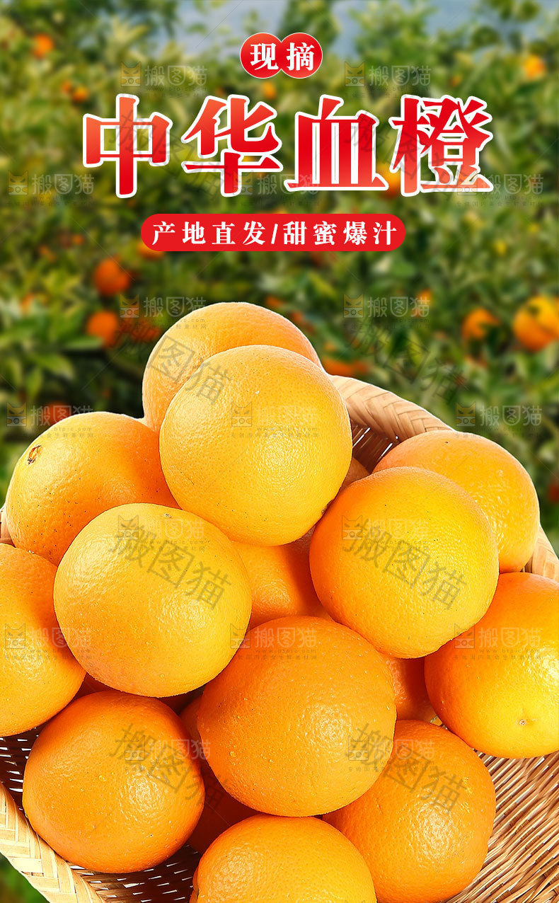 中华红血橙详情页